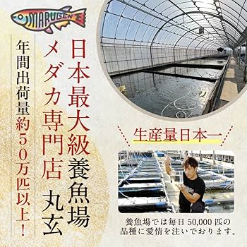 Amazon | ラメ 高級 メダカ 生体 稚魚 煌ラメ めだか10匹 + α